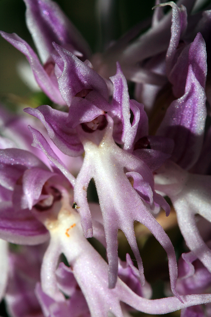 Orchis italica